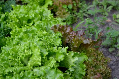Marul salatası. Lactuca sativa. Yıllık otçul bitki. Doğanın güzel yeşil soyut arka planı. Sebze kültürü. Vitamin yeşili. Lezzetli