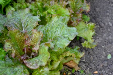 Marul salatası. Yıllık otçul bitki. Lactuca sativa. Doğanın güzel yeşil soyut arka planı. Sebze kültürü. Vitamin yeşili. Lezzetli
