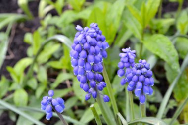 Devamlı çiçek açan bir bitki. Muscari. Kuşkonmaz. Doğanın güzel, soyut arka planı. Bahar manzarası. Çiçekçilik