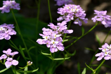 İberis. İberis umbellifera. Kuşkonmaz. Güzel mor kızılötesi ışınlar. Doğanın güzel, soyut arka planı. Bahar manzarası. Çiçekçilik, ev çiçeği.