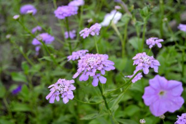 İberis umbellifera. İberis. Kuşkonmaz. Güzel mor kızılötesi ışınlar. Doğanın güzel arka planı