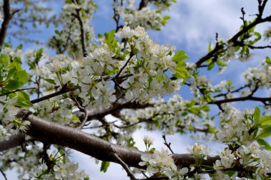 Prunus. Doğanın güzel çiçekli ve soyut arka planı. Erik ağacı. Ağaç dalında bahar beyaz çiçekleri. Erik ağacı çiçek açtı. Bahar, mevsimler, erikli beyaz çiçekler.