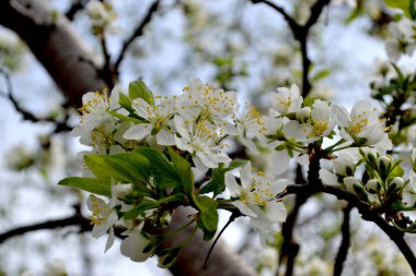Erik ağacı. Prunus. Ağaç dalında bahar beyaz çiçekleri. Doğanın güzel çiçekli ve soyut arka planı. Erik ağacı çiçek açtı. Bahar, mevsimler, beyaz çiçekler