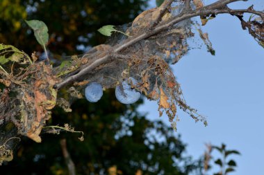 Doğanın yaz arkaplanı. Erik ağacı. Prunus. Erik ağacında örümcek ağı. Tırtıllar. Erik ağacı dallarındaki haşereler