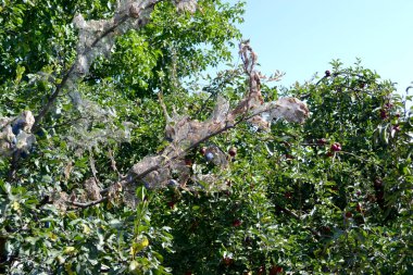 Erik ağacı. Prunus. Doğanın soyut yaz arkaplanı. Erik ağacında örümcek ağı. Tırtıllar. Erik ağacı dallarındaki haşereler. Yaz