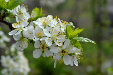 Erik ağacı. Prunus. Ağaç dalında bahar beyaz çiçekleri. Doğanın güzel çiçekli ve soyut arka planı. Erik.