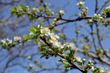 Erik ağacı. Prunus. Doğanın güzel çiçekli ve soyut arka planı. Ağaç dalında bahar beyaz çiçekleri. Erik ağacı çiçek açtı. Bahar, mevsimler, beyaz çiçekler