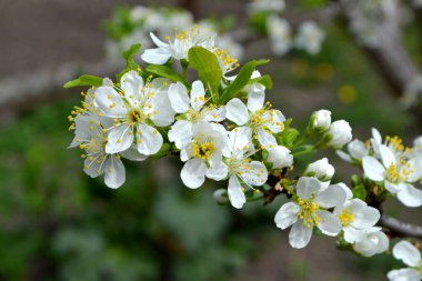Erik ağacı. Prunus. Doğanın güzel çiçekli ve soyut arka planı. Ağaç dalında bahar beyaz çiçekleri. Erik ağacı çiçek açtı. Bahar