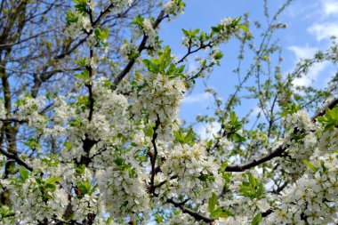Doğanın güzel bahar arkaplanı. Erik ağacı. Prunus. Bahar çiçekleri