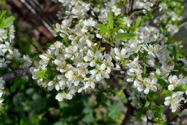 Doğanın güzel çiçekli ve soyut arka planı. Erik ağacı. Prunus. Ağaç dalında bahar beyaz çiçekleri. Erik ağacı çiçek açtı. Bahar, mevsimler, beyaz çiçekler