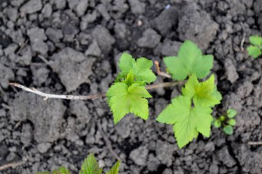 Çiçek açmış siyah frenk üzümü. Doğanın güzel yeşil bahar soyut arka planı. Frenk üzümü. Ribes nigrum. Ağaç dalında bahar yeşili çiçekler. Bahçe, bahçe, çiçek tarlası. Ev