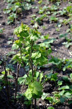 Çiçek açmış siyah frenk üzümü. Doğanın güzel yeşil bahar soyut arka planı. Frenk üzümü. Ribes nigrum. Bahar