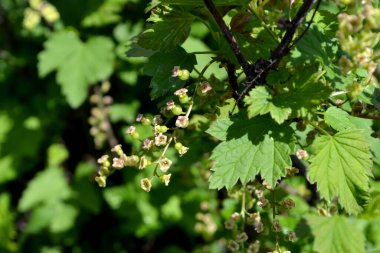 Doğanın güzel yeşil bahar soyut arka planı. Ribes nigrum. Frenk üzümü. Ağaç dalında bahar yeşili çiçekler. Siyah frenk üzümü