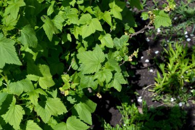 Doğanın güzel yeşil bahar soyut arka planı. Ribes nigrum. Frenk üzümü. Bir dalda bahar yeşili çiçekler