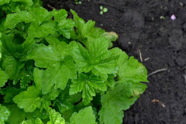 Doğanın güzel yeşil bahar soyut arka planı. Frenk üzümü. Ribes nigrum. Ağaç dalında bahar yeşili çiçekler. Çiçek açmış siyah frenk üzümü. Bahçe, bahçe.
