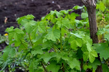 Frenk üzümü. Ribes nigrum. Doğanın güzel yeşil bahar arka planı. Ağaç dalında bahar yeşili çiçekler. Çiçek açmış siyah frenk üzümü. Bahçe, bahçe.