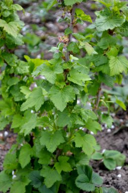 Ribes nigrum. Doğanın güzel yeşil bahar soyut arka planı. Frenk üzümü. Bir dalda bahar yeşili çiçekler