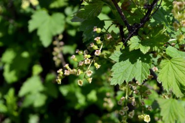 Doğanın güzel yeşil bahar soyut arka planı. Ribes nigrum. Frenk üzümü. Ağaç dalında bahar yeşili çiçekler. Çiçek açmış siyah frenk üzümü