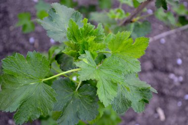 Grossulariaceae familyasından küçük yaprak döken çalılar. Doğanın güzel yeşil bahar soyut arka planı. Frenk üzümü. Ağaç dalında bahar yeşili çiçekler. Bahçe, tarla, çiftlik, köy
