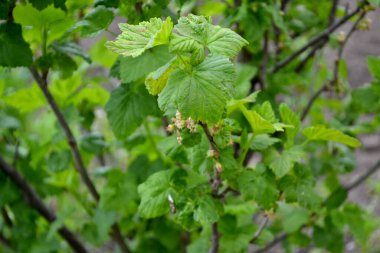 Frenk üzümü. Doğanın güzel yeşil bahar soyut arka planı. Ağaç dalında bahar yeşili çiçekler. Grossulariaceae familyasından küçük yaprak döken çalılar. Bahçe, tarla, çiftlik, köy