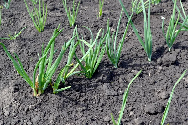 Allium Sepa Perennial Herb Family Alliaceae Onion Bulb Sprouts Beautiful — Stock Photo, Image