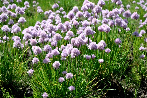 Decorative bow. Allium schoenoprasum. Perennial herbaceous plant. Beautiful flower abstract background of nature. Summer landscape. Floriculture, home flower bed. Home garden