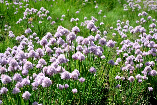 Fiocco Decorativo Allium Schoenoprasum Pianta Erbacea Perenne Bellissimo Fiore Sfondo — Foto Stock