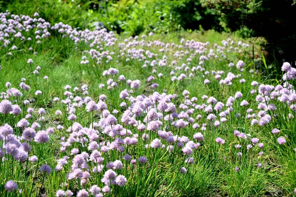 Dekorációs Masni Allium Schoenoprasum Évelő Lágyszárú Növény Gyönyörű Virág Elvont — Stock Fotó