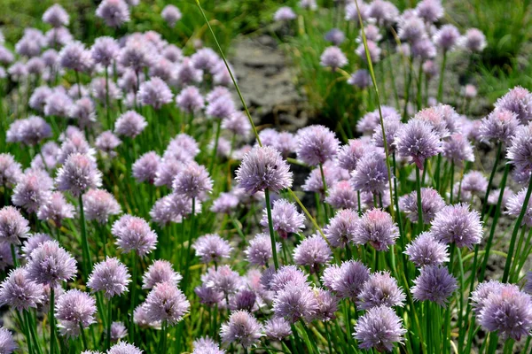 Perennial Herbaceous Plant Decorative Bow Allium Schoenoprasum Beautiful Flower Abstract — Stock Photo, Image