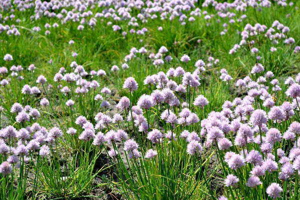 Arco Decorativo Allium Schoenoprasum Planta Herbácea Perene Bela Flor Fundo — Fotografia de Stock