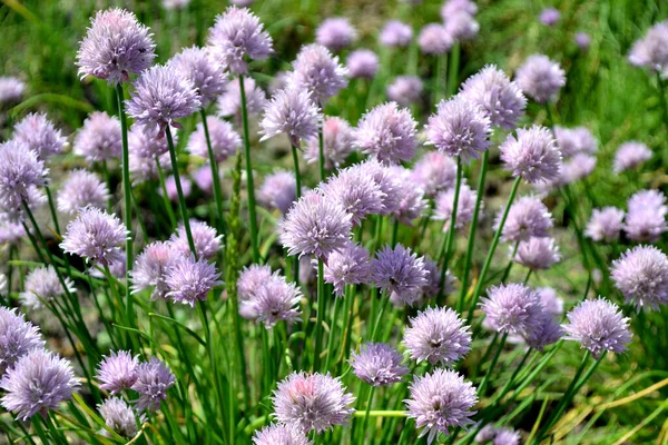 Allium Schoenoprasum Decoratieve Boog Meerjarige Kruidachtige Plant Mooie Bloem Abstracte — Stockfoto