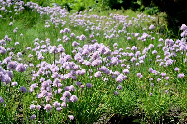 Fiocco Decorativo Allium Schoenoprasum Pianta Erbacea Perenne Bellissimo Fiore Sfondo — Foto Stock