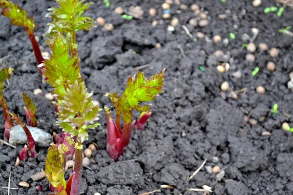 Giovani Scatti Lovage Levisticum Officinal Bella Base Erbe Sfondo Astratto — Foto Stock