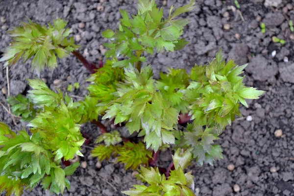 Jonge Scheuten Lovage Levisticum Officinaal Prachtige Kruiden Abstracte Achtergrond Van — Stockfoto