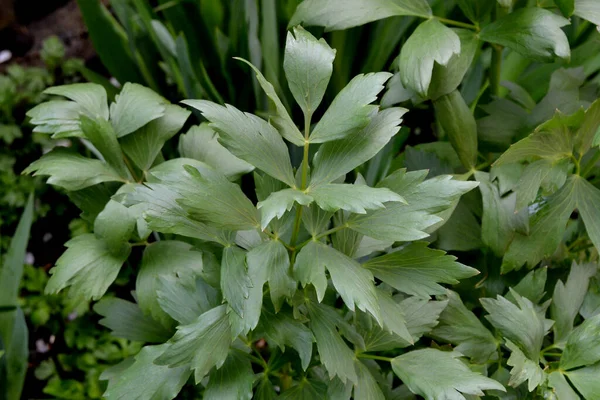 Levisticum Officinal Lovage Hermoso Fondo Abstracto Hierbas Naturaleza Paisaje Primavera — Foto de Stock