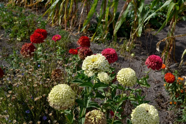 Zinnia アスタリスク科の多年草や矮性低木の属 花Zinnia 自然の美しい花の抽象的な背景 夏の風景 夏の花壇 — ストック写真