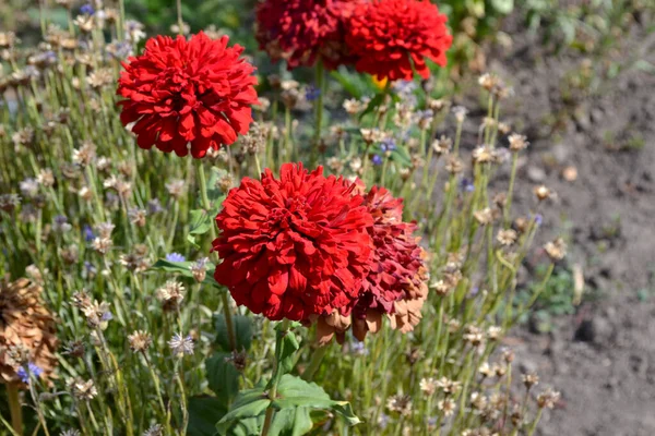 Gardening Flower Zinnia Beautiful Background Nature Zinnia Genus Annual Perennial — Stock Photo, Image