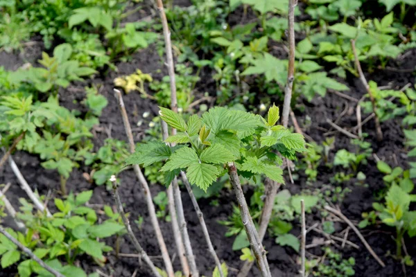 Lampone Ordinario Rubus Idaeus Bellissimo Sfondo Verde Astratto Della Natura — Foto Stock