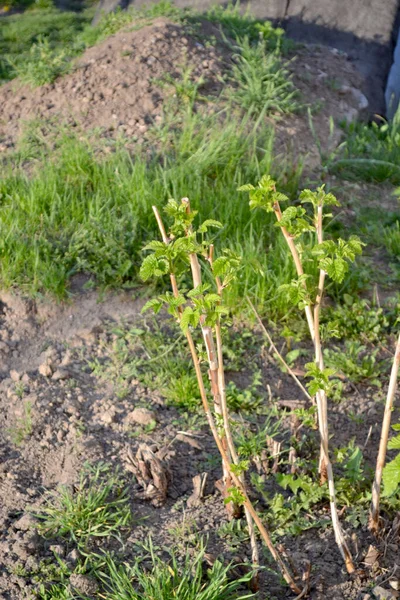 Prachtig Frambozen Gewoon Rubus Idaeus Lente Rubus Genus Van Familie — Stockfoto