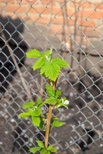 Raspberry Ordinary Rubus Idaeus Beautiful Spring Landscape Rubus Genus Family — Stock Photo, Image