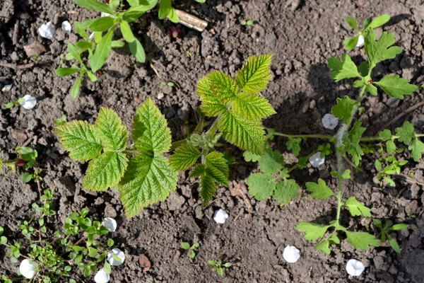 Sıradan Ahududu Rubus Idaeus Doğanın Güzel Arka Planı Bahar Manzarası — Stok fotoğraf