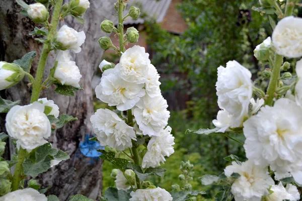 Malva Malva Alcea Flores Grandes Rizadas Hermosa Flor Abstracta Fondo —  Fotos de Stock