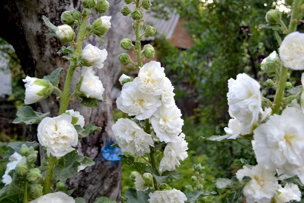 Malva Malva Alcea Flores Grandes Rizadas Hermosa Flor Abstracta Fondo —  Fotos de Stock