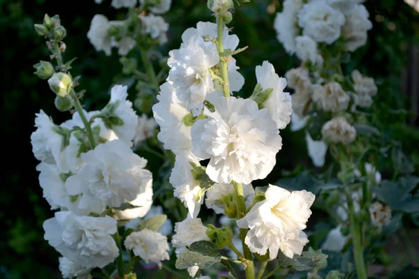 Jardinería Mallow Malva Alcea Flores Grandes Rizadas Hermosa Flor Abstracta —  Fotos de Stock