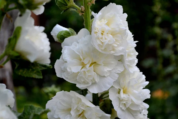 Jardinería Mallow Malva Alcea Flores Grandes Rizadas Hermosa Flor Abstracta —  Fotos de Stock