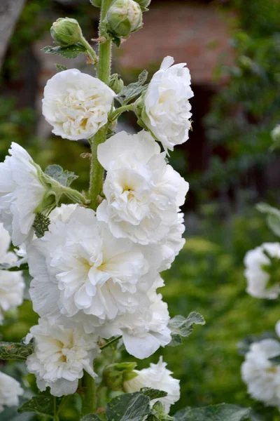 Malven Malva Alcea Große Lockige Blüten Schön Weiße Blumen Zarte — Stockfoto