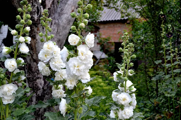 Alcea Flores Grandes Rizadas Malva Malva Hermoso Fondo Naturaleza Jardinería — Foto de Stock