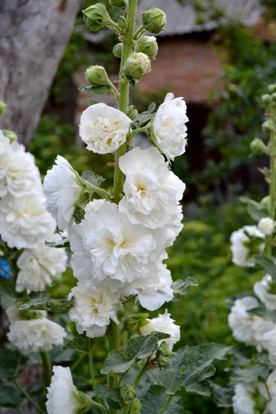 Malven Malva Alcea Große Lockige Blüten Weiße Blumen Zarte Schöne — Stockfoto