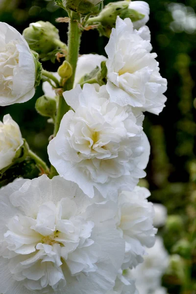 Jardinería Mallow Malva Alcea Flores Grandes Rizadas Hermoso Fondo Verano —  Fotos de Stock