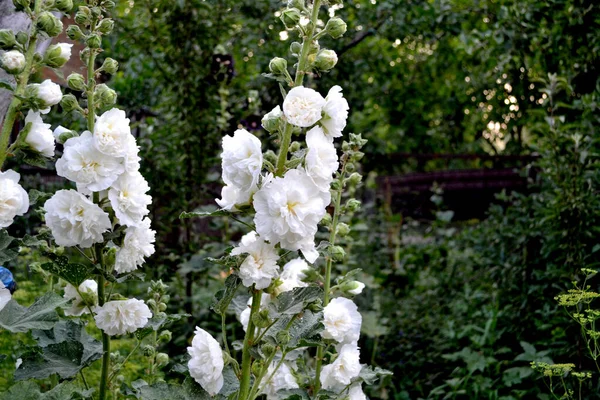 Alcea Duże Kręcone Kwiaty Słodko Malva Ogrodnictwo Białe Kwiaty Delikatne — Zdjęcie stockowe